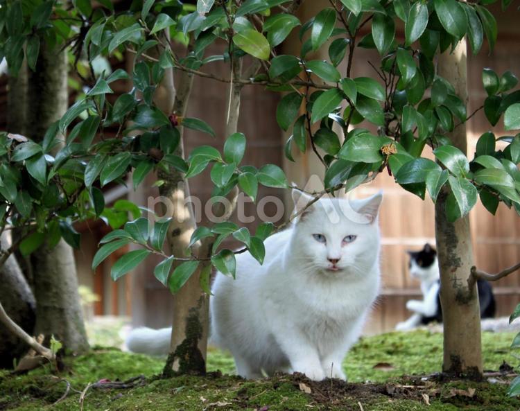 植木の隙間から猫 猫,苔,座るの写真素材