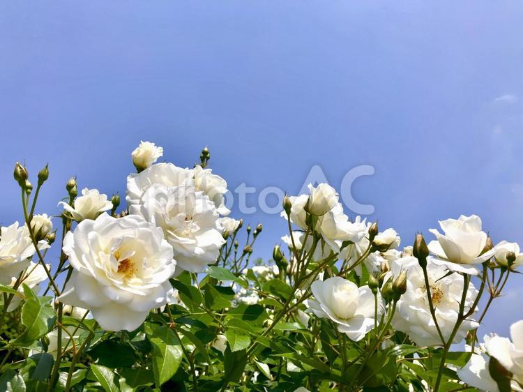 白いバラと青空 バラ,花,ローズの写真素材