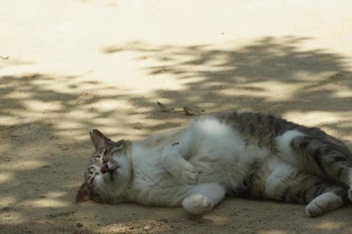 ねこ ねこ にゃんこ,可愛い,野良猫の写真素材
