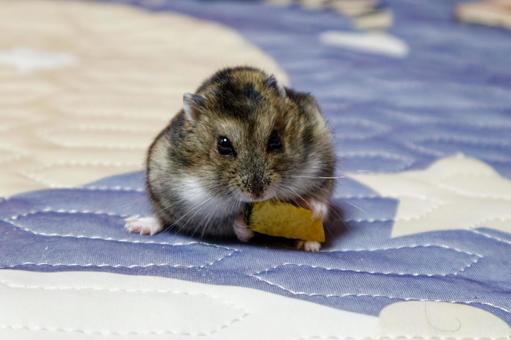 かぼちゃを食べるハムスター かぼちゃを食べるハムスター ハムスター,シャンガリアン,動物の写真素材