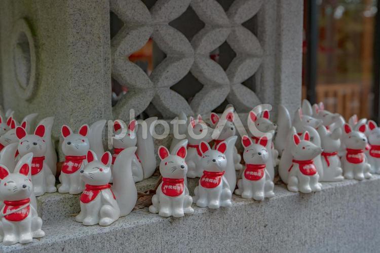 神徳稲荷神社のおきつね様 神徳稲荷神社,鹿屋市,神社の写真素材