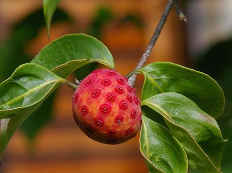 ヤマボウシ ヤマボウシの写真