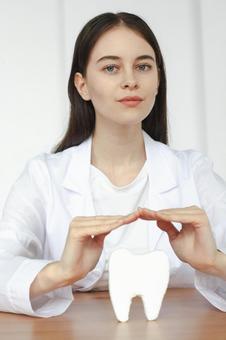 模型の歯を守る女性　カメラ目線 歯科,医療,予防の写真素材
