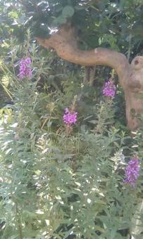 紫の花 紫の花の写真