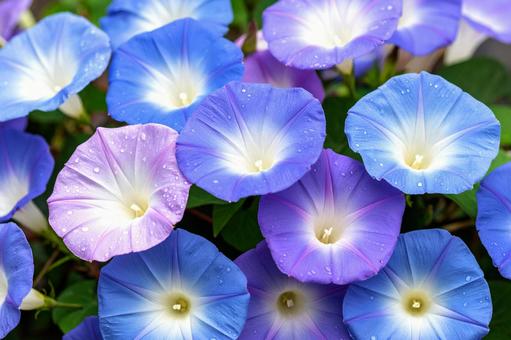 満開の青い朝顔の花_01 満開の青い朝顔の花_01の写真