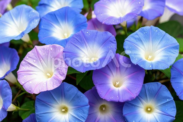 満開の青い朝顔の花_01 朝顔,あさがお,花の写真素材