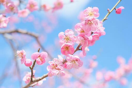 紅梅と冬の青空の花素材 梅,年賀状,梅の花の写真素材