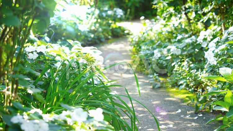 光の差し込む美しい小道 春,初夏,夏の写真素材