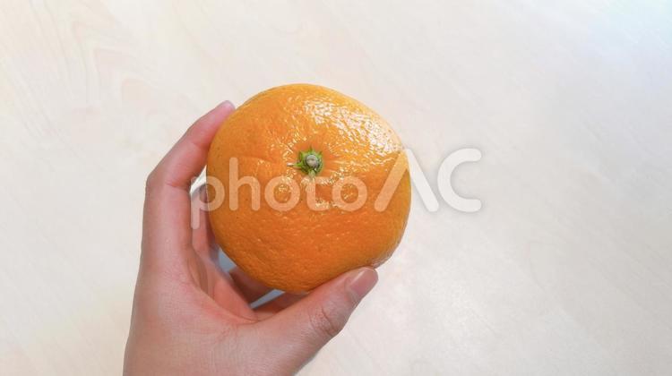 新鮮ツヤツヤのみかんを手に持つ人 みかん,柑橘,手の写真素材