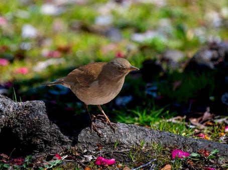 地面を歩くシロハラ 地面を歩くシロハラ シロハラ,野鳥,鳥の写真素材