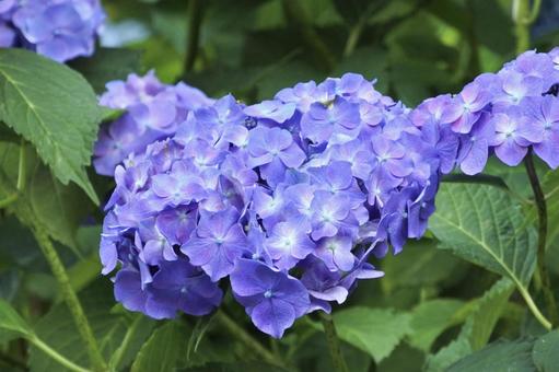 紫色の紫陽花 紫色の紫陽花の写真