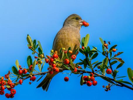 ピラカンサを食べるカワラヒワ カワラヒワ,野鳥,鳥の写真素材