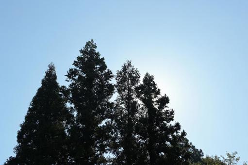 逆光を受けて青空に高く伸びる針葉樹 針葉樹,森林,木の写真素材