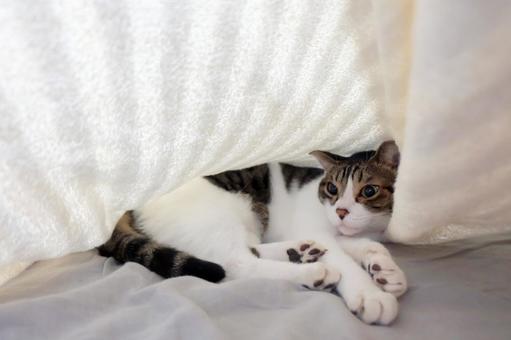 タオルケットの中の猫_03 タオルケットの中の猫_03 猫画像,ねこ写真,タオルケットの写真素材