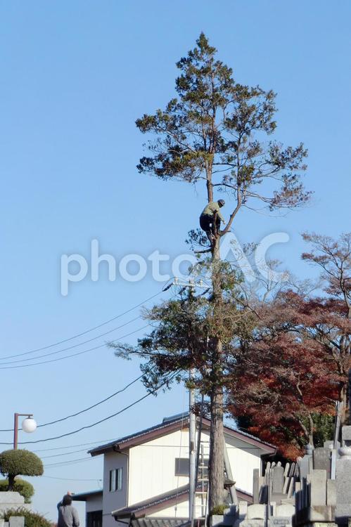 高い木の上で剪定作業をする庭師 庭師,剪定,職人の写真素材