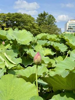 Lotus flowers at Shinobazu Pond just before blooming, JPG Lotus flowers at Shinobazu Pond just before blooming, JPG