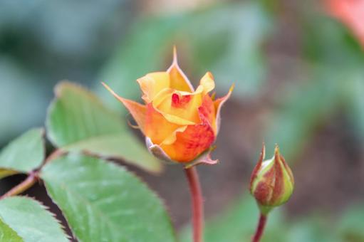 オレンジ色のバラの蕾 バラ,薔薇,蕾の写真素材