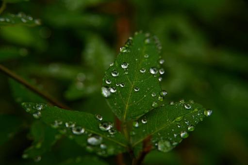 葉っぱについた水滴 水滴,グリーンフォト,雨上がりの写真素材