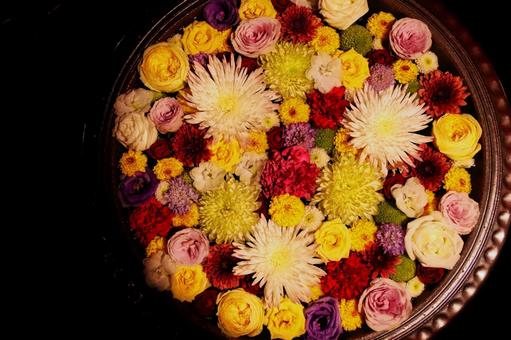 花手水 花手水 花手水,バラ,ダリアの写真素材