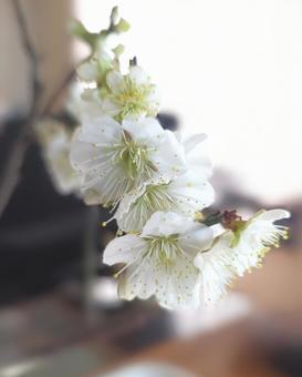 白梅 白梅,梅,植物の写真素材