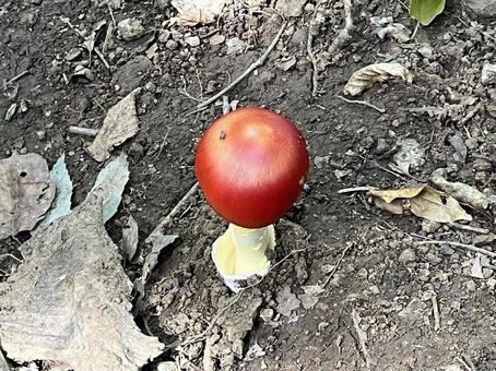 菊花山の赤いキノコ 菊花山の赤いキノコ キノコ,きのこ,赤いの写真素材