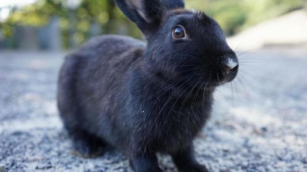 Photo, rabbit, black rabbit, okunoshima, 