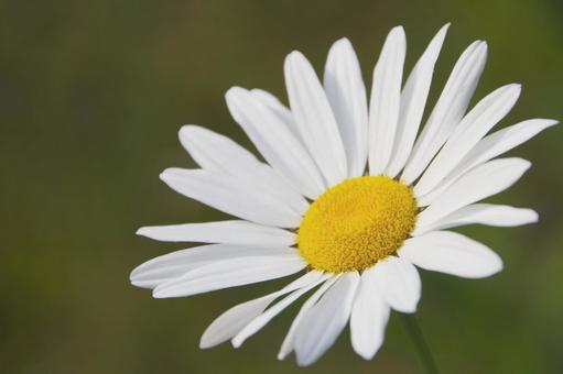 一輪の花 一輪の花の写真