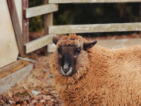 羊 羊,動物,欧米の写真素材