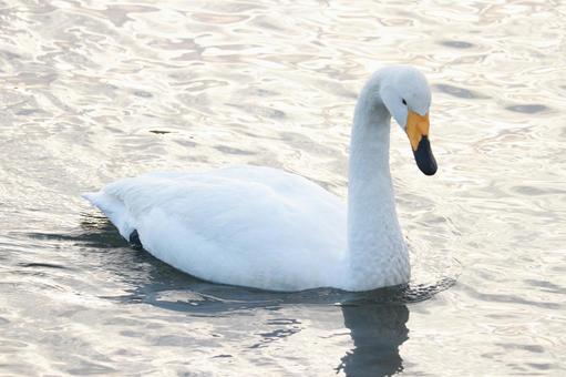 優雅に泳ぐオオハクチョウのアップ 白鳥,湖,水面の写真素材