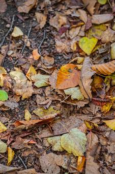 北海道　大沼国定公園　秋の風景 北海道,大沼,函館の写真素材
