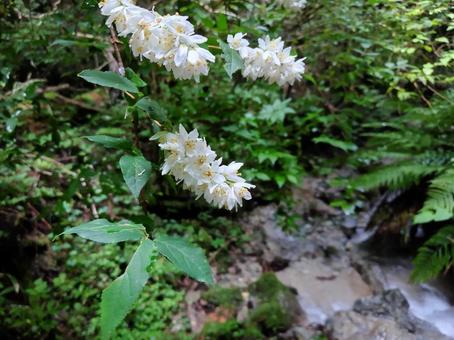 ヒメウツギと渓流の写真