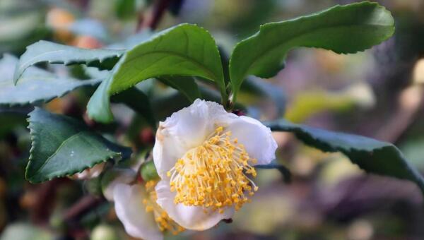 新茶になる 茶の花,花,flowerの写真素材