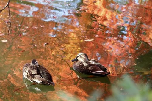 カモ カモの写真