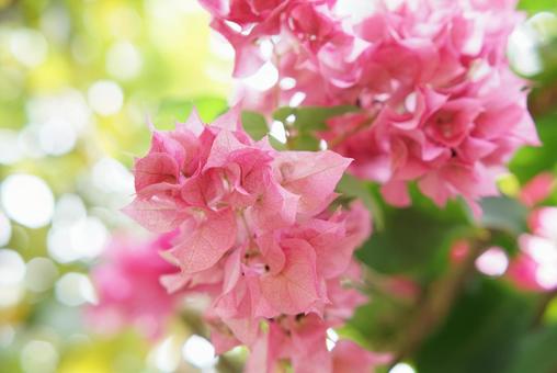 ブーゲンビリア① 熱帯花木 ブーゲンビリア① 熱帯花木の写真