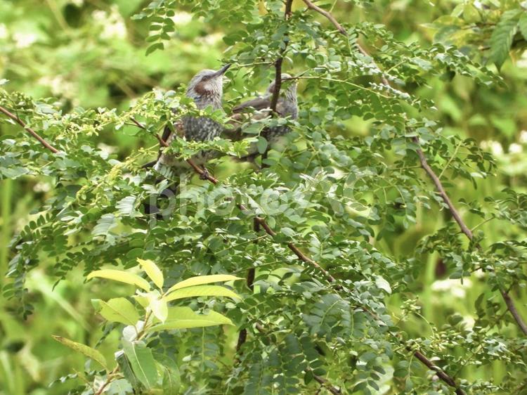 木の実を狙う2羽のヒヨドリ 鳥,野鳥,川辺の写真素材