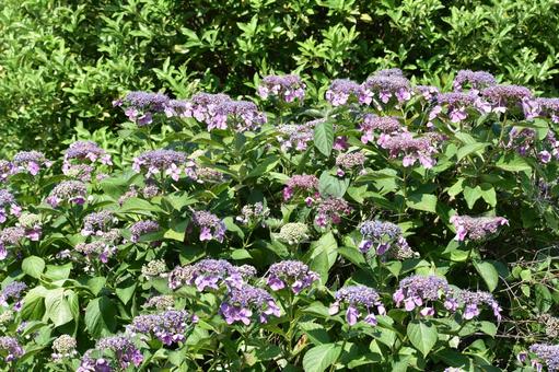 カシワバアジサイ（柏葉紫陽花） カシワバアジサイ,柏葉紫陽花,アジサイ科の写真素材