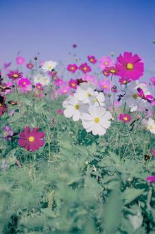 コスモス コスモスの写真