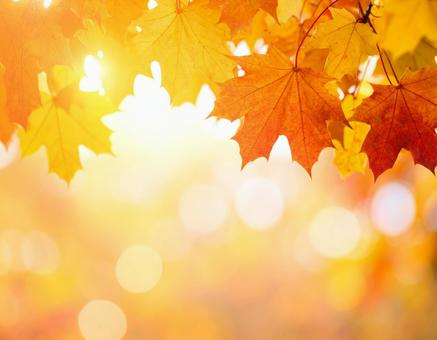 紅葉のフレーム 紅葉のフレームの写真