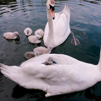 コブ白鳥の親子 白鳥,コブ白鳥,赤ちゃんの写真素材