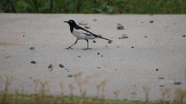 セグロセキレイ(散歩) 自然,野鳥,鳥の写真素材