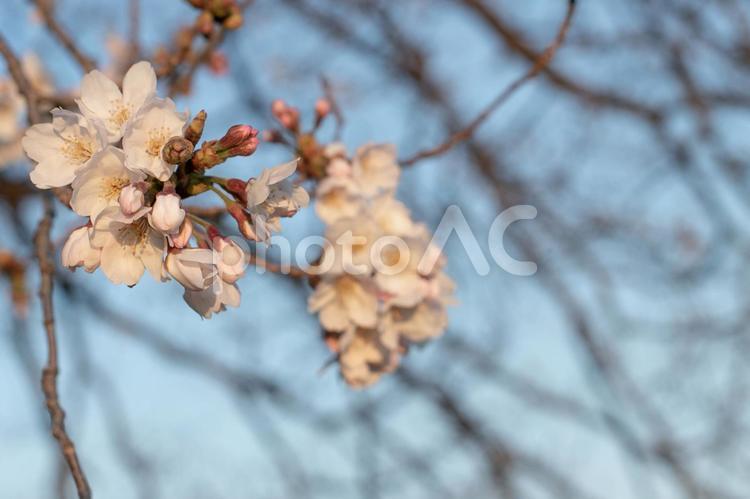 夕暮れ時の桜 サクラ,桜,ソメイヨシノの写真素材