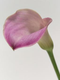 ピンク色のカラーの花 ピンク色のカラーの花 花,カラー,植物の写真素材