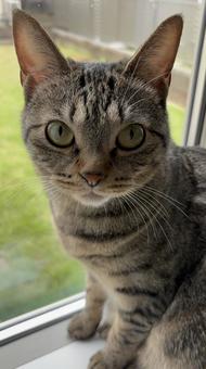 キジトラ猫の写真