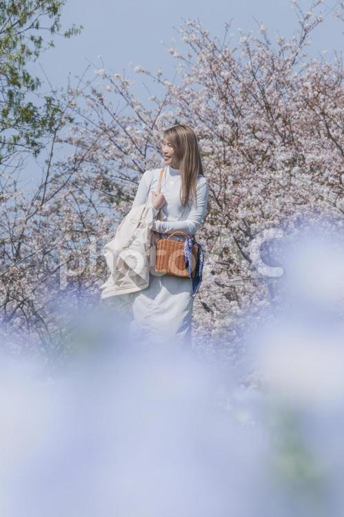 桜とネモフィラの中でリフレッシュする女性 女性,桜,ネモフィラの写真素材