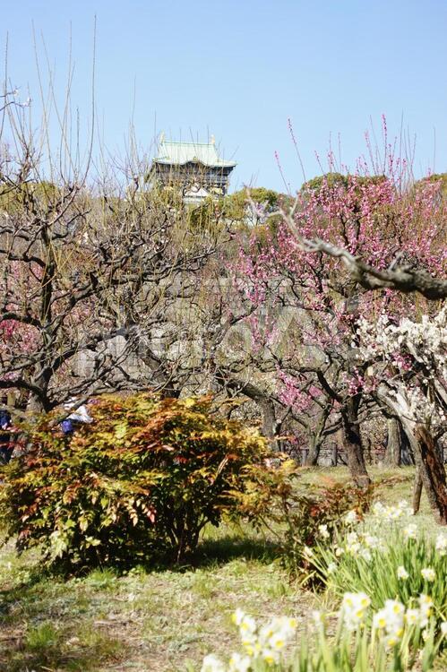 青空の大阪城公園と梅 大阪城,大阪,絶景の写真素材