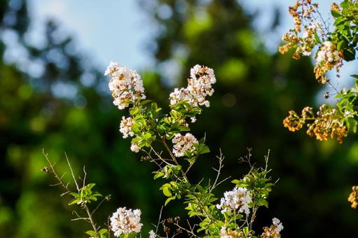 サルスベリ(23) 夏,花,サルスベリの写真素材