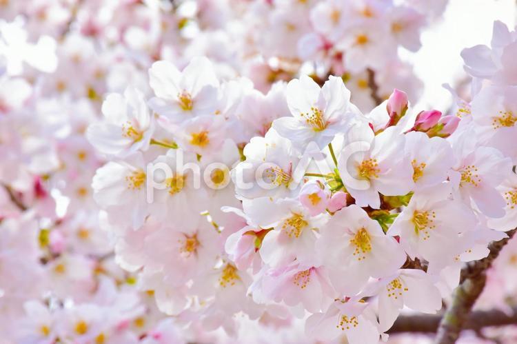 日本の春景色　ピンク色の満開の桜 桜,満開,花見の写真素材