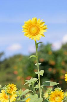 ひまわり ひまわり ひまわり,夏の風物詩,晴天の写真素材