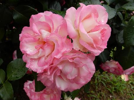 【薔薇の写真】バラの花 【薔薇の写真】バラの花の写真