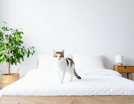 ベッドに猫 ベッドに猫の写真
